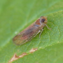 Haplaxius