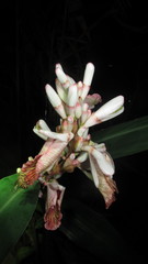 Alpinia calcarata