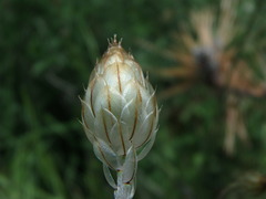 Catananche caerulea