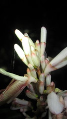 Alpinia calcarata