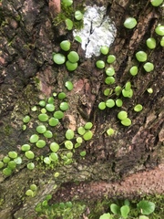 Lemmaphyllum microphyllum
