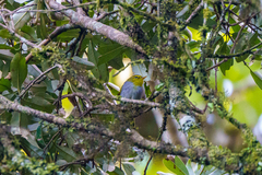Phylloscopus ruficapilla
