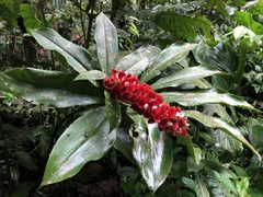 Costus spiralis
