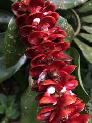 Costus spiralis
