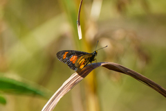 Acraea conradti