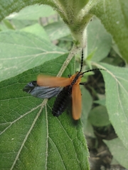 Cantharidae