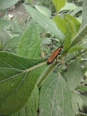 Cantharidae