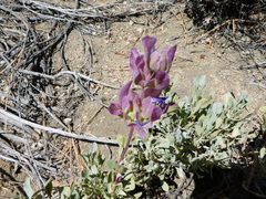 Salvia pachyphylla
