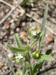 Lappula occidentalis