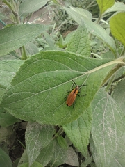 Cantharidae