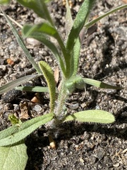 Lappula occidentalis