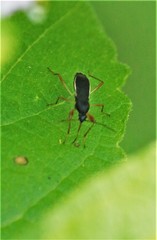 Cnemodus mavortius