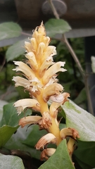 Orobanche hederae