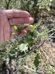 Cercocarpus montanus