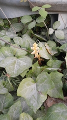 Orobanche hederae