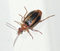 Lebia solea
