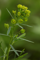 Euphorbia microcarpa