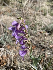 Penstemon secundiflorus