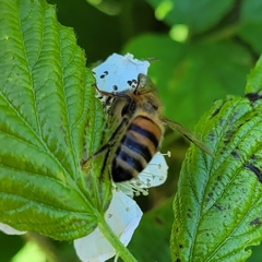 Apis mellifera