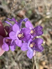 Penstemon secundiflorus