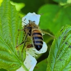 Apis mellifera