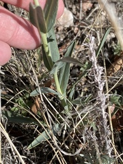 Penstemon secundiflorus