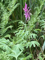 Corydalis scouleri