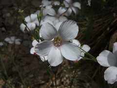Linum tenuifolium