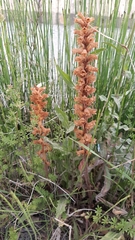 Orobanche picridis