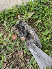 Hypsipetes amaurotis