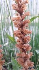 Orobanche picridis