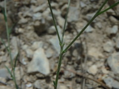 Linum tenuifolium