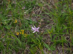 Scorzonera purpurea