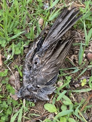 Hypsipetes amaurotis