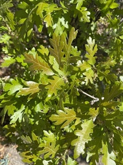 Quercus gambelii