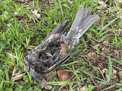 Hypsipetes amaurotis