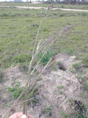 Andropogon lateralis