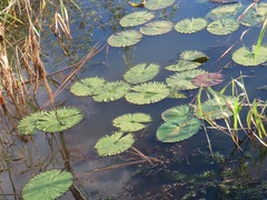 Nymphaea lotus