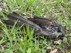 Hypsipetes amaurotis