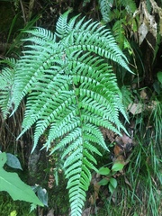 Dryopteris pacifica