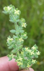 Galium californicum