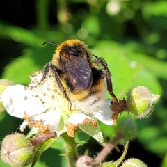 Bombus