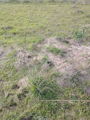 Andropogon lateralis