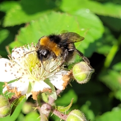 Bombus