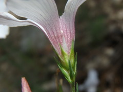 Linum tenuifolium