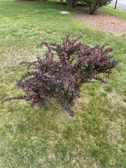 Berberis thunbergii