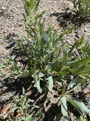 Mertensia