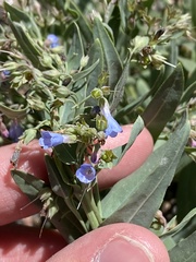 Mertensia