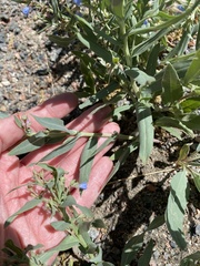 Mertensia