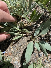 Mertensia